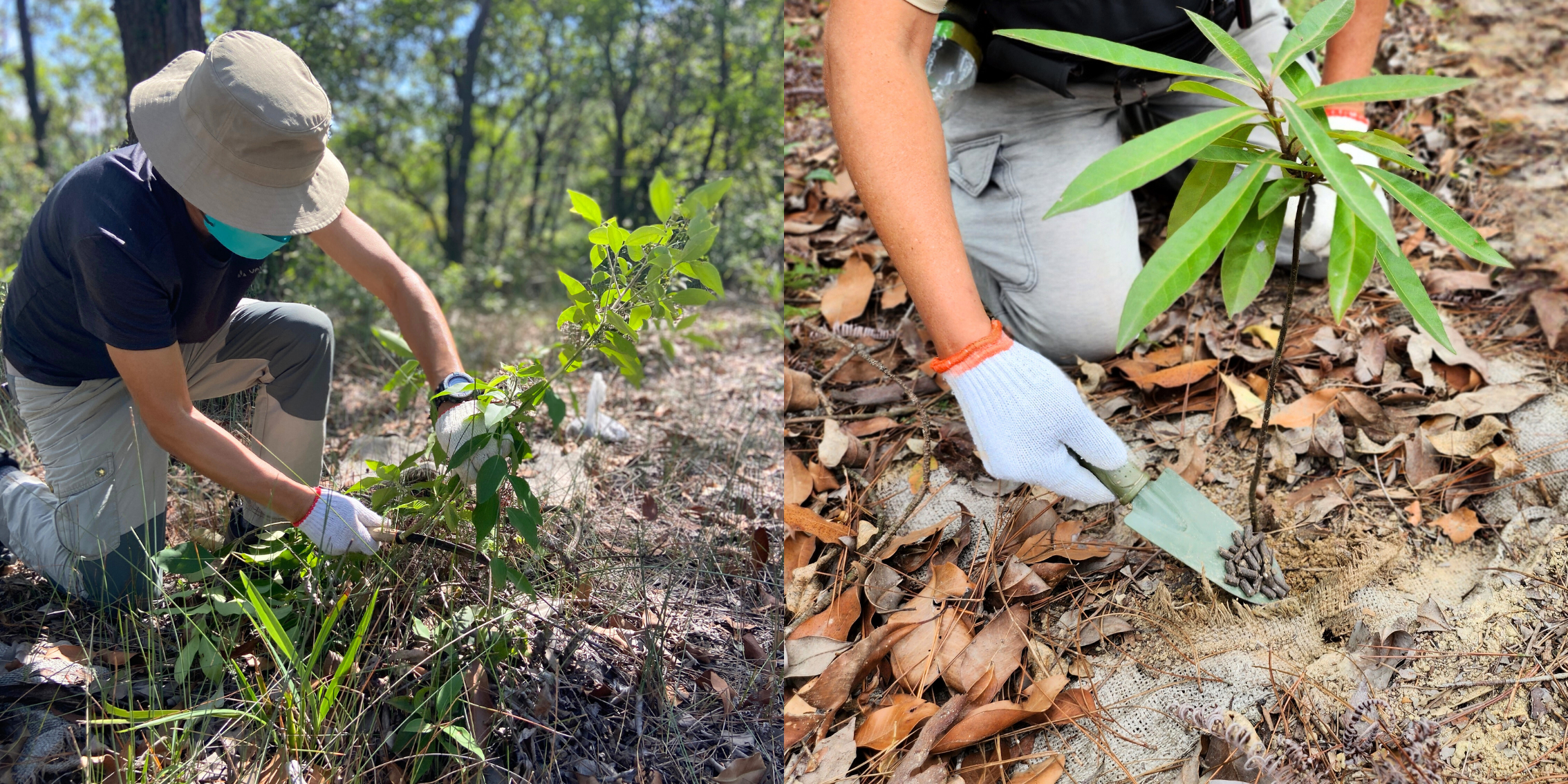 Tree care work  (e.g. weeding and fertilising)
